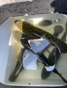 Fishing trip at Lago Vista
