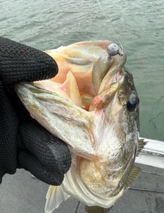One fishing line in Lago Vista