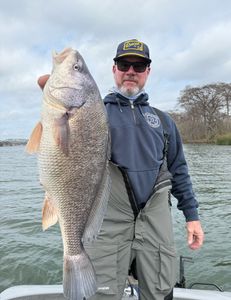 A freshwater drum fish caught in Lago Vista