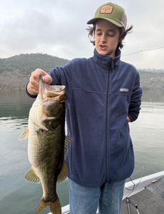 Largemouth bass caught in TX
