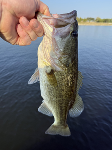 Nice largemouth bass caught using fly fishing and light tackle in clear conditions.