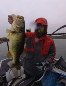 Largemouth Bass caught by angler in Lago Vista