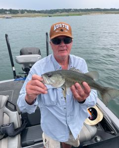 Largemouth bass caught fishing in TX