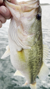 Fly fishing finesse lands a prized Largemouth Bass!