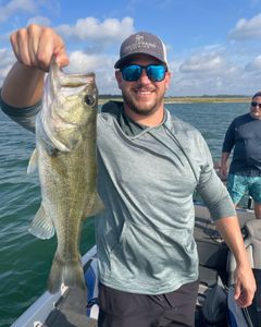 Largemouth Bass, fishing in Lago Vista