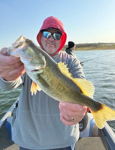 Largemouth bass caught in Lago Vista