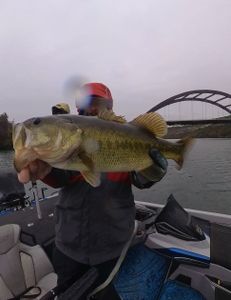 Largemouth Bass caught while fishing in Lago Vista