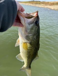 Largemouth Bass caught while fishing in TX