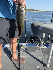 Great catch using light tackle! Clear conditions made for an exciting day on the water.