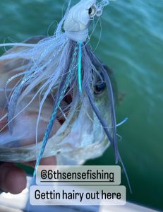 Striped Searobin fish caught while fishing in Lago Vista