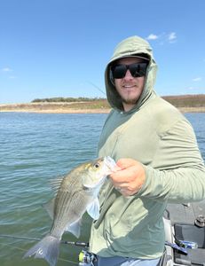 White Bass fish caught in TX