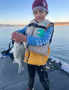 Wiper (hybrid striped bass) fish caught in Lago Vista