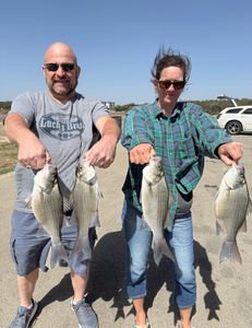 Four wiper and white bass caught in Lago Vista