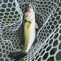 Photo of a barramundi fish caught in TN