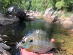 Bluegill fishing in TN