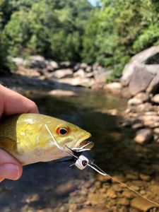 A scenic landscape in Chattanooga, perfect for the best great fishing