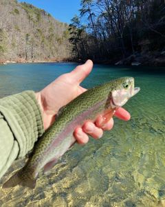 Fishing in Chattanooga