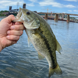 Spotted bass caught in Chattanooga