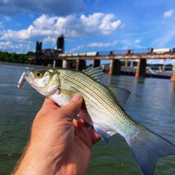 White Bass Fishing in Chattanooga