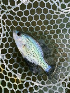 Crappie fish caught in TN