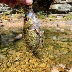 A fisherman with a catch of fish in Chattanooga