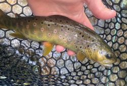 Fishing in TN