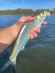 A single fishing rod with a line cast into the water in Tennessee