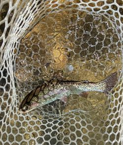 Angler fishing in Chattanooga, Tennessee