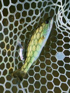 Fishing in Chattanooga