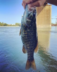 One fish caught while fishing in Chattanooga