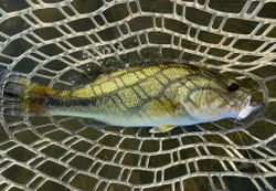 fishing in tn