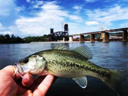 Guadalupe bass caught during fishing trip in Chattanooga