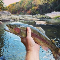 Rainbow trout caught in Chattanooga