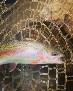A rainbow trout caught in Chattanooga