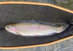 Rainbow trout caught fishing in Chattanooga