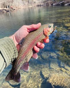 A single rainbow trout caught while fishing in Chattanooga