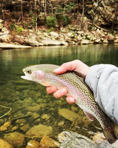 Rainbow trout fish caught in Tennessee