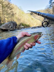 Stunning rainbow trout caught in TN