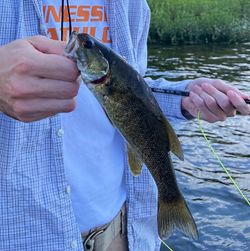 Smallmouth bass caught fishing in Chattanooga