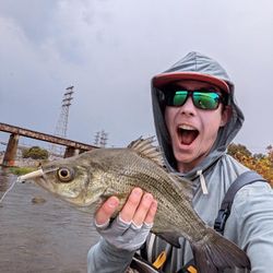 Angler catching a white bass in Tennessee