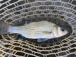 White Bass fishing in TN
