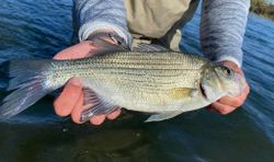 Wiper (Hybrid striped bass) caught in Chattanooga