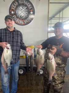 3 massive Wiper (Hybrid striped bass) caught while fishing in TX