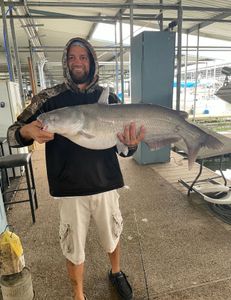 Huge blue catfish caught in Forney