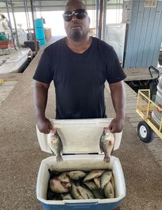 Two crappie fish caught in Forney