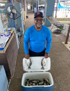 Two crappie fish caught in Forney