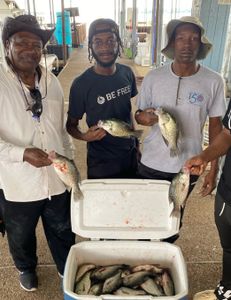 4 white crappie and crappie fish caught in TX