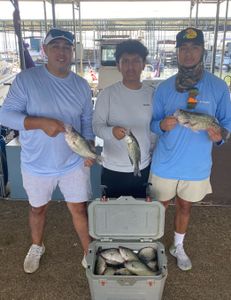 Three crappie fish caught in TX
