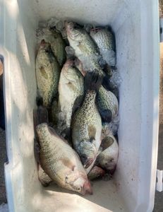 Three white crappie fish caught in Forney