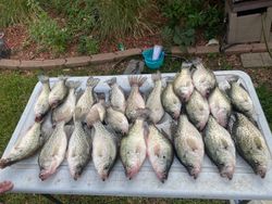 8 fish caught in Forney
